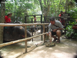 20090417 Half Day Safari - Elephant  86 of 104  001